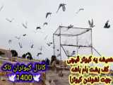 کبوتر بازی کبوتر تهرانی وپرواز دادن کبوتر سوسکی ( همون قارا)