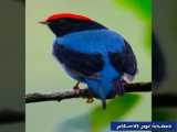 پل های خیلی قشنگ