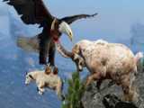 مستند حیات وحش، حمله عقاب برای شکار بز کوهی/مستند حیوانات