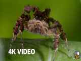 عنکبوت با سه قدرت فوق العاده | 4KUD | شکار