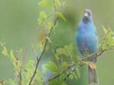 زیباترین پرندگان جهان Most Beautiful Small Birds