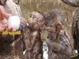 غذا دادن به بچه میمون های نجات یافته از سیل