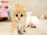 کلیپشو گربه بامزه گربه سفید // کلیپ بچه گربه ها   گربه های دوسداشتنی