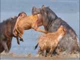 مستند حیات وحش - هنگامی که کروکودیل و اسب آبی با یکدیگر روبرو می شوند