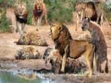 جنگ خونین حیوانات - رقابت عقاب، لاشخورها و شیرها بر سر لاشه ایمپالا