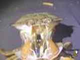 ویدیوی جالب و دیدنی از پوست اندازی خرچنگ