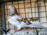 آموزش عجیب