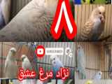 نژاد مرغ عشق
