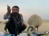 گوسفندزبل به این میگن