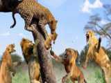 حیوانات حیات وحش :: نبرد دیدنی گورخر و یوزپلنگ وحشی