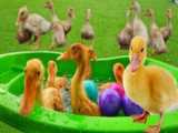 حیوانات بامزه خنده دار _ شنا کردن اردک های بامزه