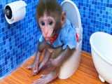 بچه میمون بامزه   برنامه کودک جدید   بچه میمون ، تحویل هندوانه