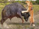 شیر در مقابل بوفالو - شیر نر وحشی توسط بوفالوها برای ساعت ها تا مرگ شکنجه می شود