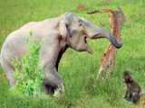 نبردباور نکردنی - پلنگ برای نجات بچه گوریل از درخت بالا رفت - شیر در مقابل گوریل