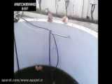 کلیپ دعوای گربه ها