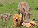حیات وحش - غرایز مادری! زرافه مادر گوساله خود را از دست شیر و کفتارها نجات میدهد