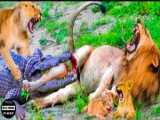 مستند حیات وحش - شیر نر سعی می کند از توله هایش در برابر حمله کفتارها محافظت کند