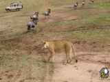 حمله طوفانی شیرها به گله بوفالوها با حضور گردشگران حیات وحش افریقا