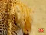 مستند عجیب حیوانات - بابون ایمپالا را از دست پلنگ نجات داد - شکار پلنگ شکست خورد