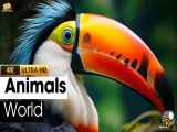 Animals World 4K Ultra HD - موسیقی آرامش بخش با حیوانات