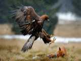 مستند حیوانات وحشی - عقاب در حال تعقیب و شکار روباه - حیات وحش جهان