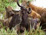 مستند جدید حیوانات - شیرها در مقابل وارثاگ - جنگیدن با شیر برای نجات وارثاگ دیگر