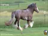 ویدیوی.از زیباترین نژادهای اسب درجهان