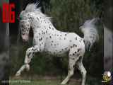 ۱۰تااز زیباترین نژادهای اسب