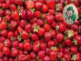 توت فرنگی ها جدید