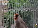 زیباترین اواز پرنده فنچ طلایی برای اموزش اواز خواندن