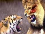 جنگ حیوانات وحشی | نبرد شیر و پلنگ تا سر حد مرگ | مستند حیات وحش.