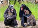 مستند حیات وحش - جنگ حیوانات - شیر مادر در برابر کفتار ها - فیلم حمله حیوانات
