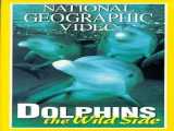 تماشای فیلم دلفین‌های وحشی دوبله فارسی Dolphins: The Wild Side 1999
