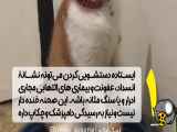 ۵نکته مهم درباره گربه