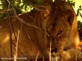 مستند حیات وحش شیر ها - شیرها نتوانستند طعمه، بوفالو، گورخر، زرافه را کنترل کنند