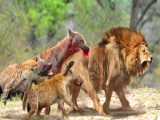 جنگ و نبرد حیوانات وحشی - تله شکارچی: تمساح پایین، شیر پشت - کمین عالی طبیعت