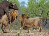 فیلم حیوانات - حیات وحش جدید - وایلد داگز، لئوپارد در مقابل ایمپالا - جنگ و نبرد