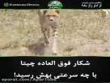 شکار فوق العاده شیر نر