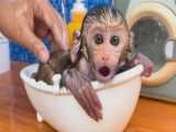 حیوانات بازیگوش : بچه میمون بیم بیم از خوکچه ها مراقبت می کند