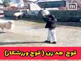 واکنش سگ ها به کریسمس