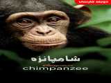 مشاهده رایگان مستند شامپانزه دوبله فارسی Chimpanzee 2012