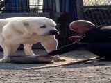 Cane Corso معرفی کن کورسو : ترسناک ترین سگ جهان