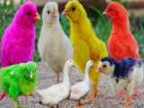 موش باهوش - جوجه رنگی - حیوانات بامزه - گنجشک قشنگ - تخم مرغ رنگی 2024