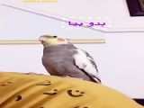 کوتاه کردن پر عروس هلندی