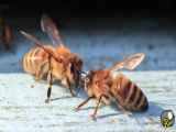 زنبورهای گاوی وحشی: زنبورهایی که طعمه خودشون رو چندین بار نیش میزنند