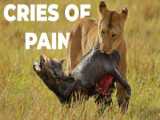 Raw Emotion: Mother Lioness Grief For Her Cub is Beyond Words