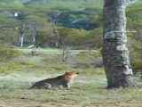 Jackals Stealthy Strike on Young Leopard!