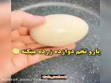 مرغ کوشین های قبلیم