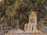 کشف پیکر یک شهید در منطقه شرهانی