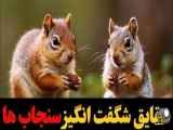 آشنایی با جذابیت های مخفی سنجاب ها